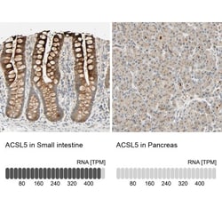 ACSL5 Antibody, Novus Biologicals:Antibodies:Primary Antibodies